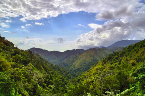 4 Reasons Why Blue Mountain Coffee Is So Special